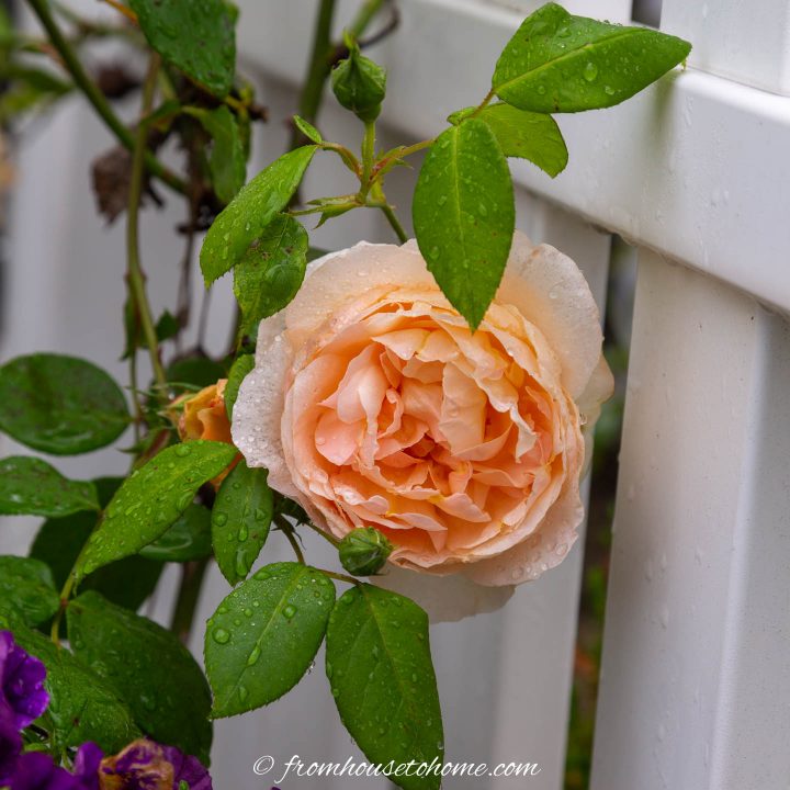 peach-colored rose growing in front of a white fence