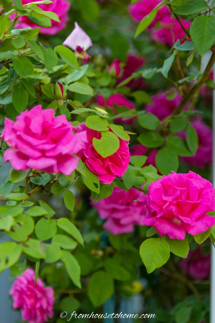 Fuchsia flowers and green leaves of the climbing rose 'Zepherine Drouhin'
