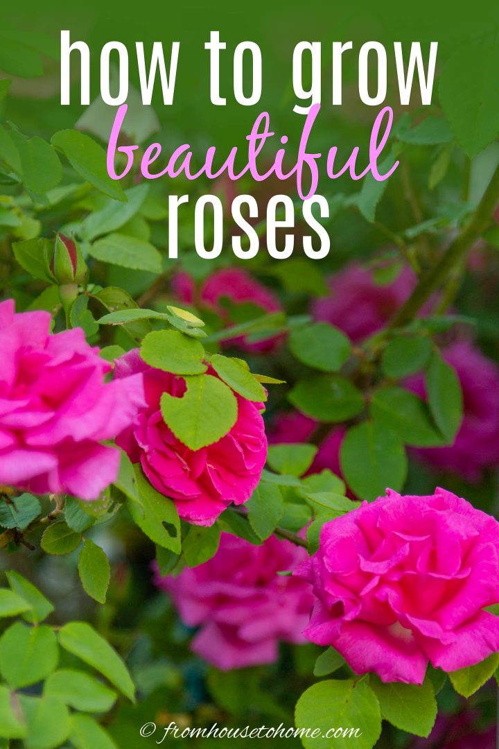 how to grow beautiful roses