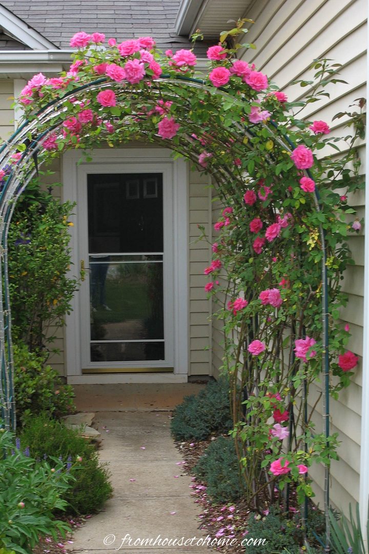 'Zepherine Drouhin' climbing rose growing over an arbor in front of a house