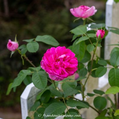 Pink rose in front of a white fence