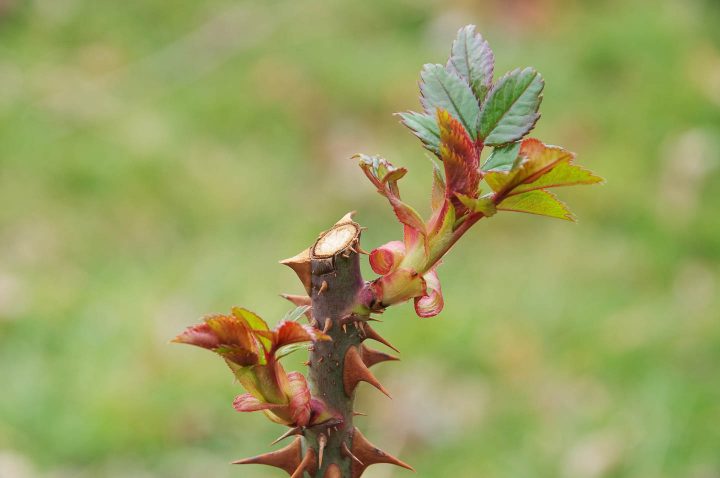 Rose stalk pruned right above a bud eye