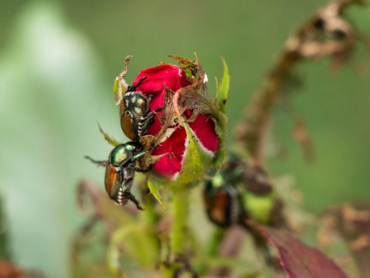 Japanese beetles eating a rose bud