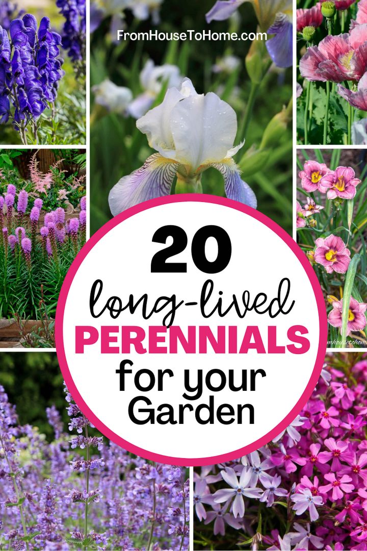 20+ long-lived perennials for your garden