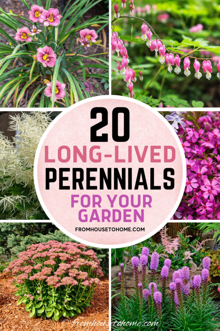 20 long lived perennials for your garden