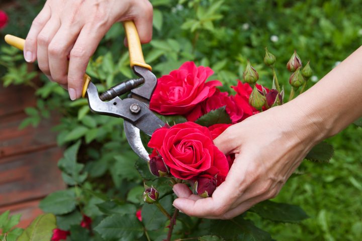 Woman pruning roses from a bush