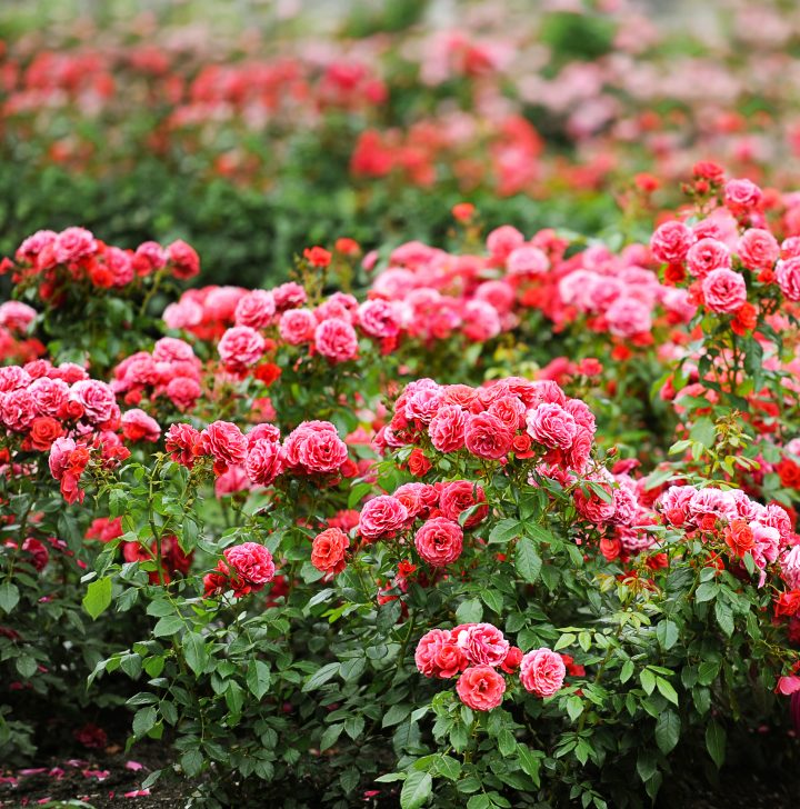 shrub rose covered in red flowers