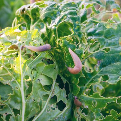 slugs on a cabbage plant with lots of holes in the leaves