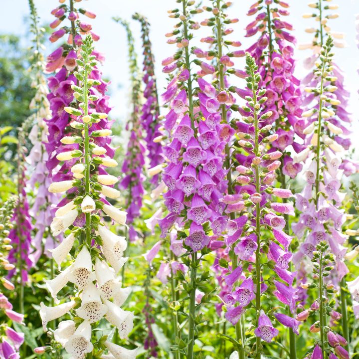 Pink and white foxgloves growing in the garden