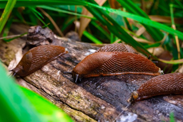 Slugs on a log that has been turned over