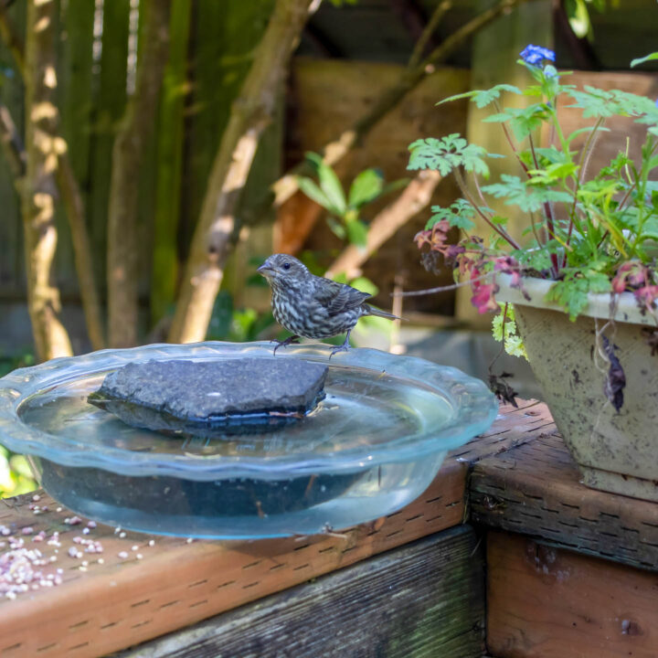 a pie plate filled with water being used as a bird bath