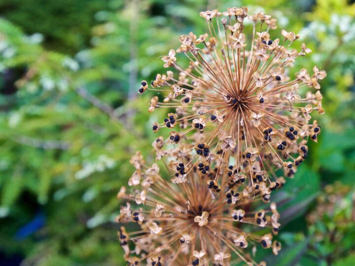 Allium seed heads in the fall