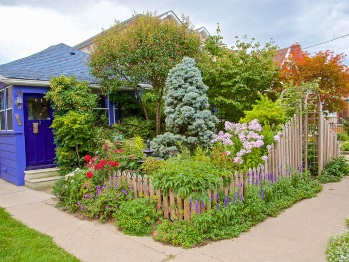 Small city front yard garden with a picket fence and an arbor