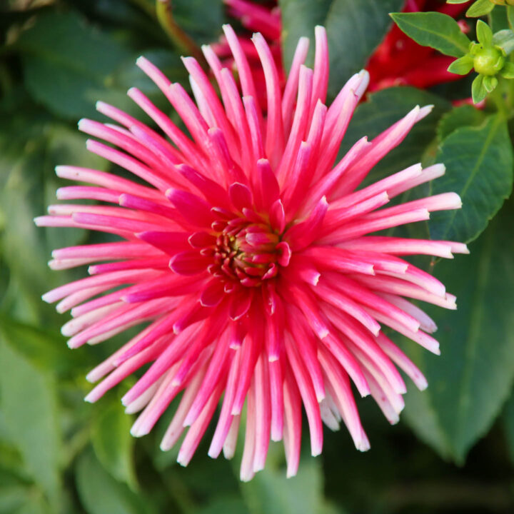 Bright pink Chrysanthemum flower