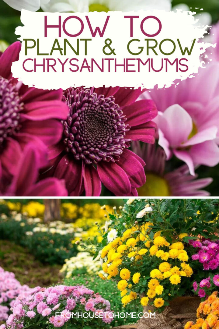 how to plant and grow chrysathemums