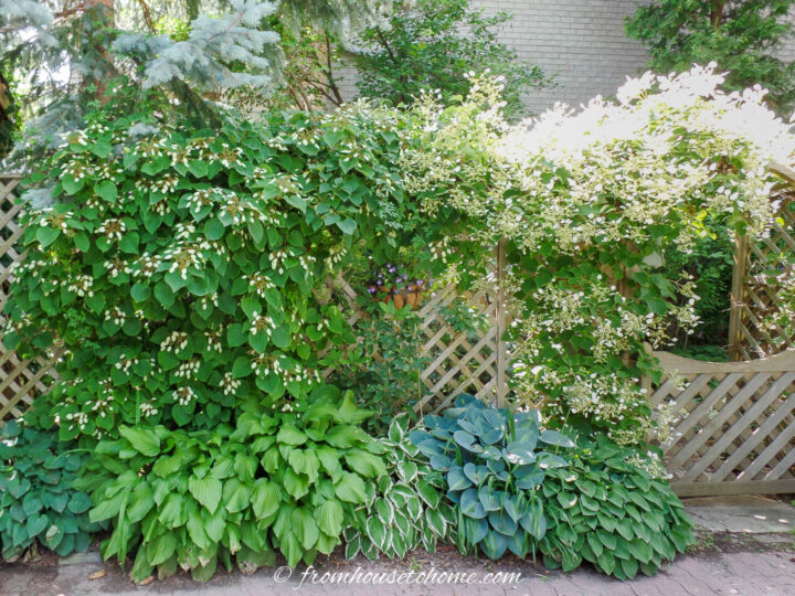 A large white climbing Hydrangea growing on a fence over a variety of Hostas