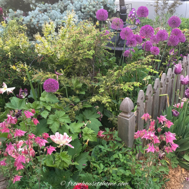 columbines and alliums blooming in a spring garden with a picket fence