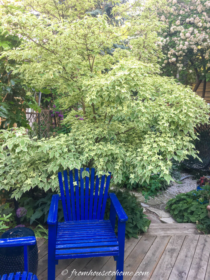 A variegated dogwood with white flowers blooming above a blue deck chair