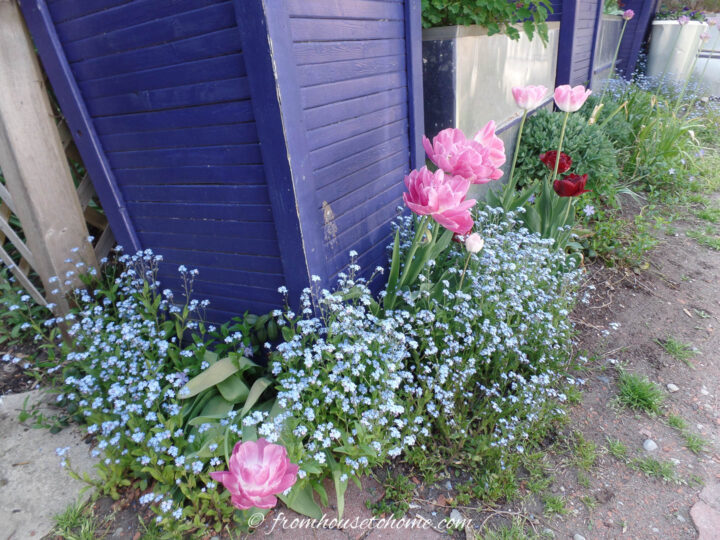 Blue forget-me-nots blooming with pink tulips