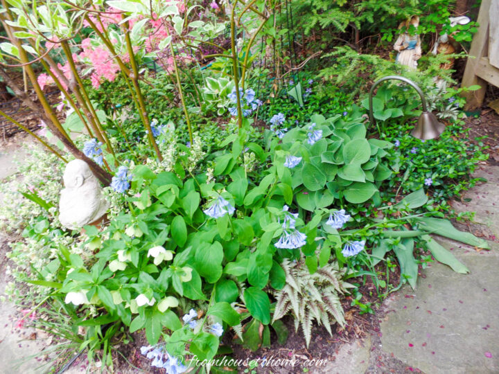 Virginia bluebells, hellebores and painted ferns growing in a spring garden