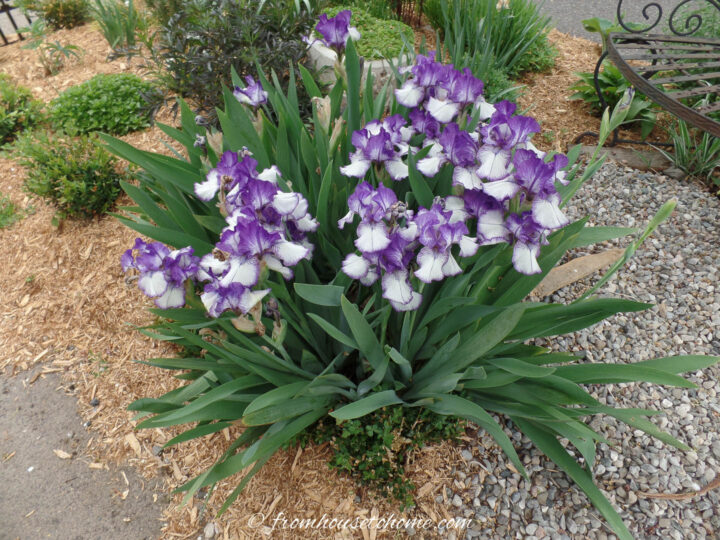Purple and white irises blooming on the boulevard