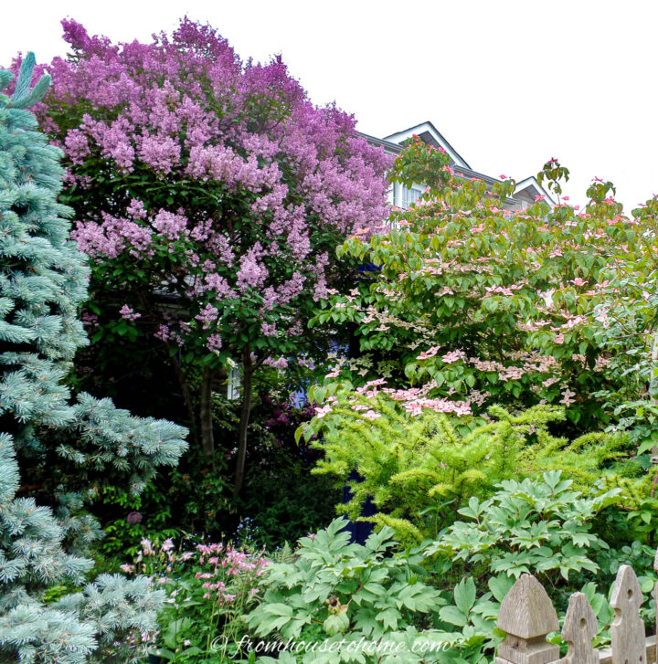A large lilac bush blooming beside a pink dogwood tree