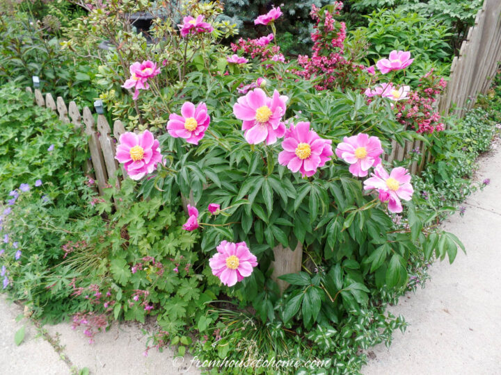 Peony lactifolia blooming in a garden surrounded by a picket fence