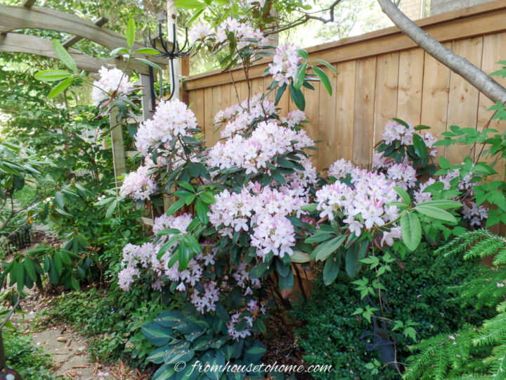 A large Rhododendron bush with pink blooms in front of a tall fence