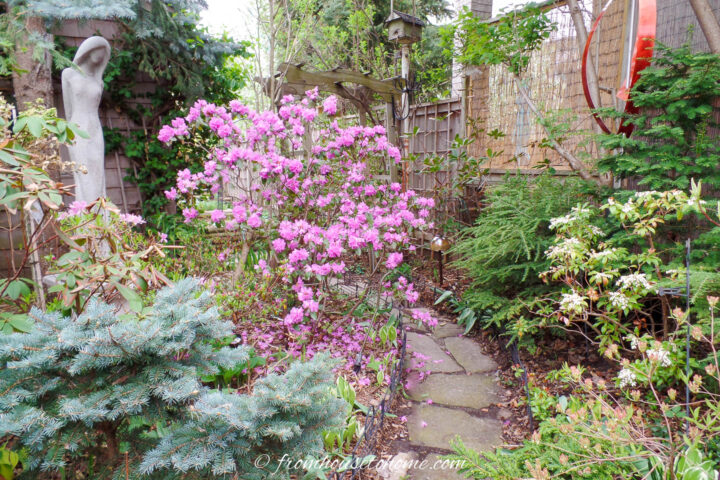 PJM Rhododendron blooming with Japanese Pieris in front of a blue evergreen shrub