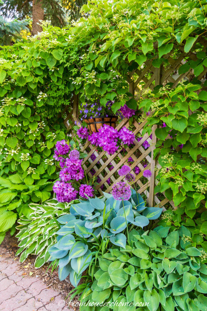 A climbing Hydrangea growing on a fence surrounding a Rhododendron above some Hostas