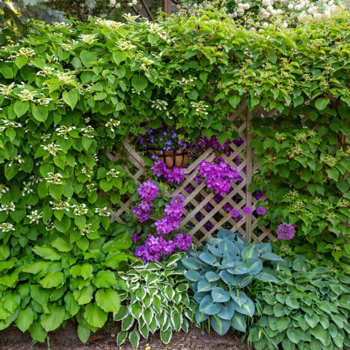 spring shade garden with Hostas and rhododendrons