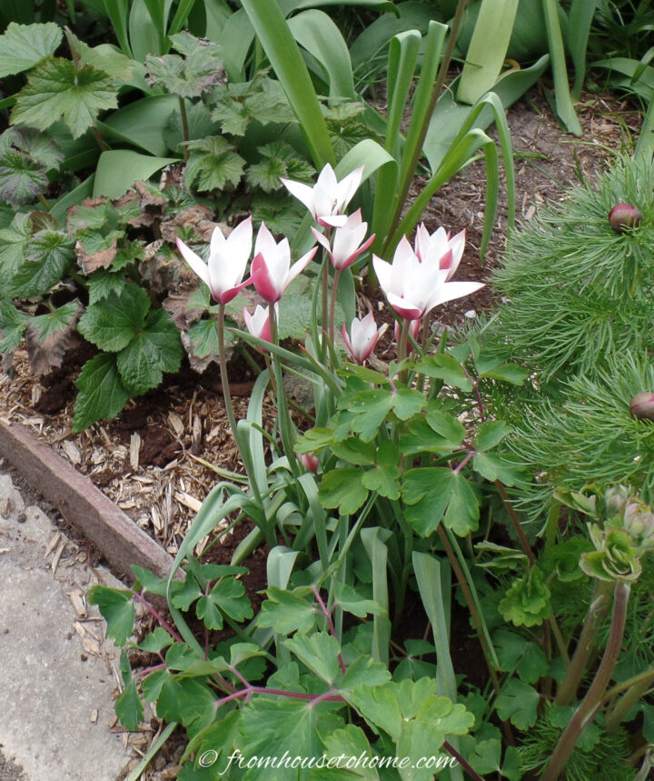 Species tulips blooming in the early spring