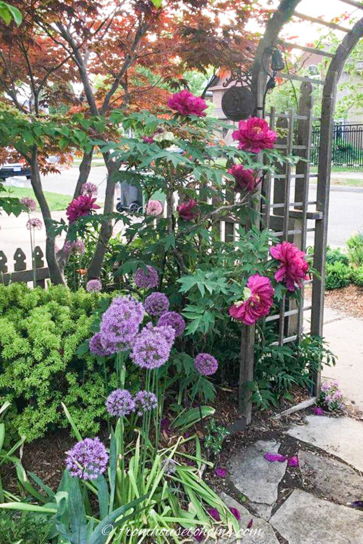 A tree peony, alliums and evergreens growing beside an arbor
