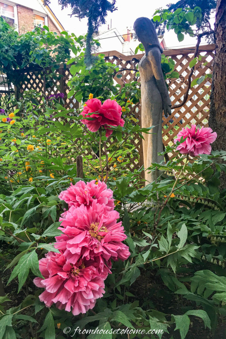 Tree peonies with large bright pink blooms