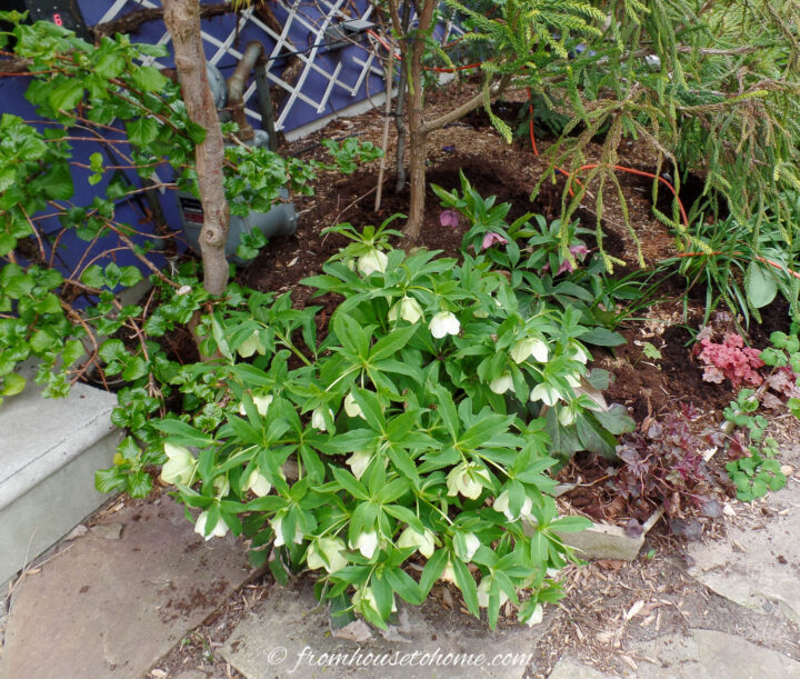 White hellebores blooming in the garden in early spring