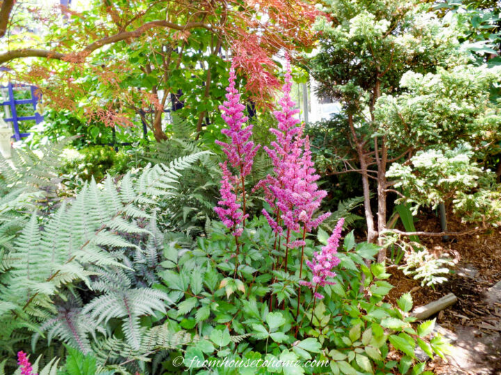 Pink Astilbes blooming in a garden with ferns