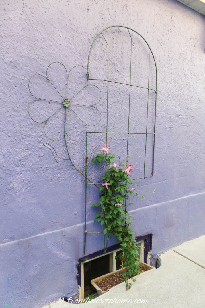 A clematis growing on a trellis at the side of a house