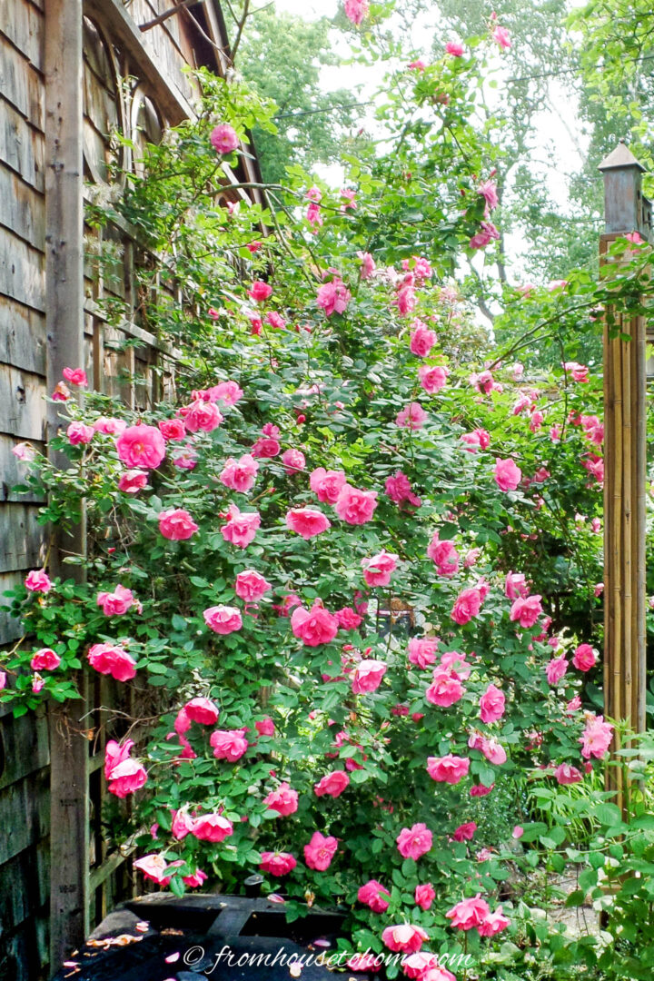 A pink climbing rose covering the side of a garage