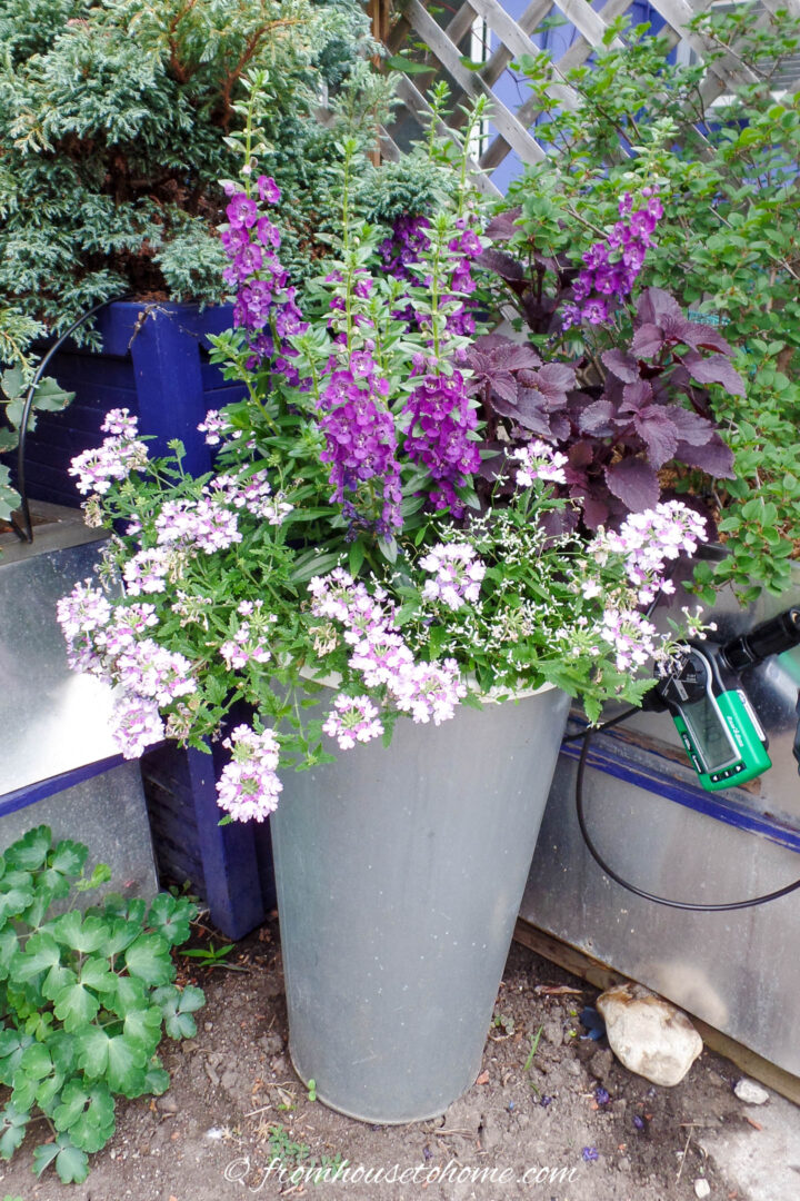 A summer planter with pink and purple flowers