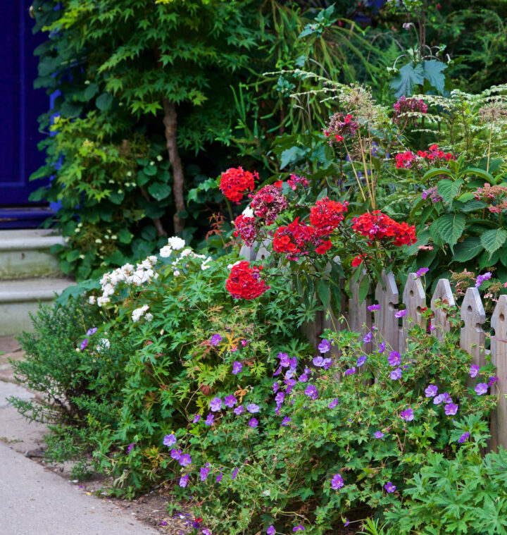 Perennial Geraniums blooming outside a picket fence in a summer garden