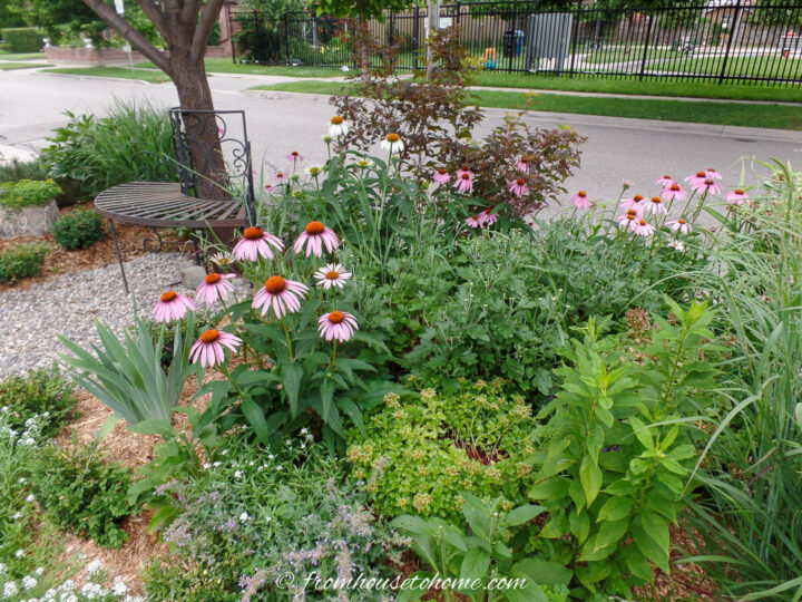 Echinacea and other perennials growing on a boulevard beside a bench
