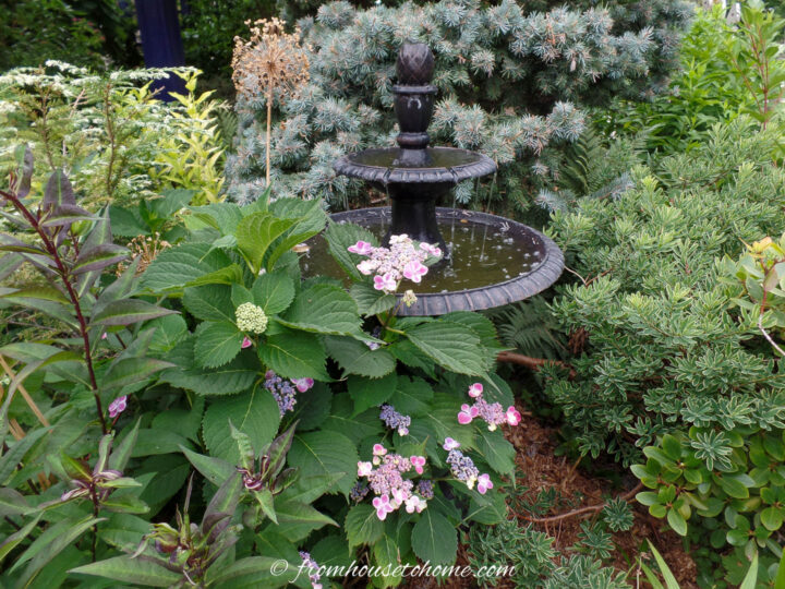 A Hydrangea blooming beside a water fountain in the summer garden