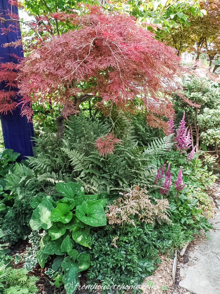 Ferns and pink Astilbes growing under a Japanese maple in a summer garden