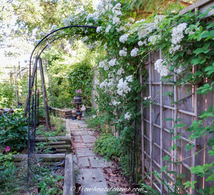 Backyard garden with a white lady banks rose blooming on a fence and an arbor over a flagstone path