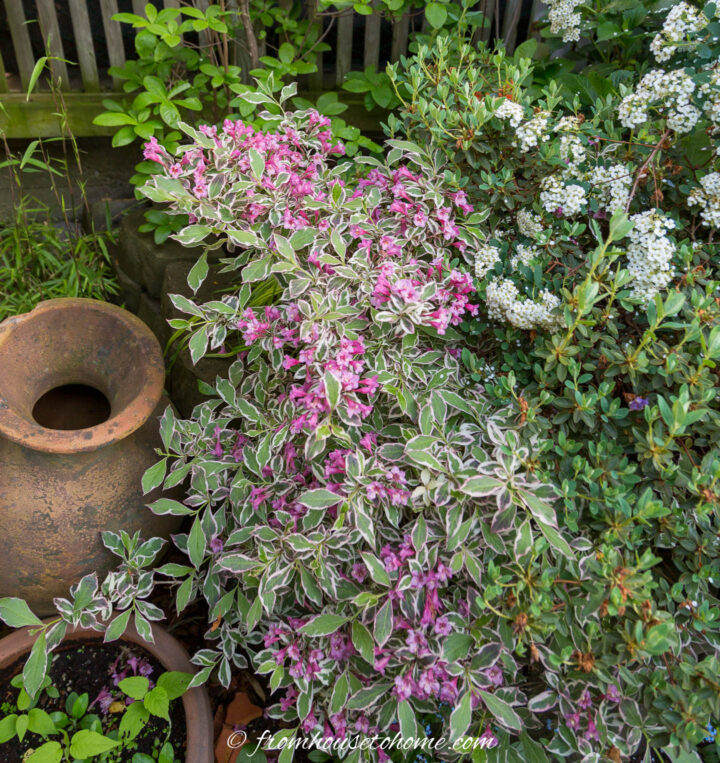 My Monet weigela with pink flowers blooming in the summer garden