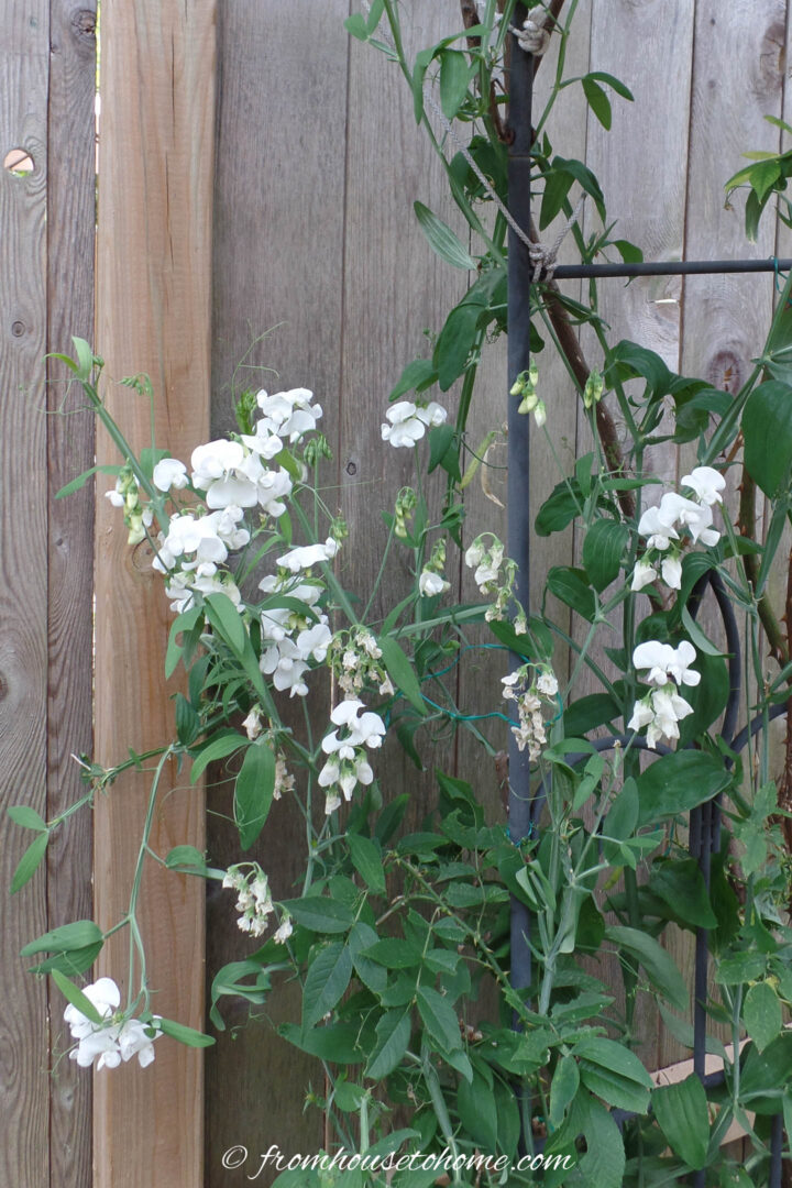 White perennial sweet peas