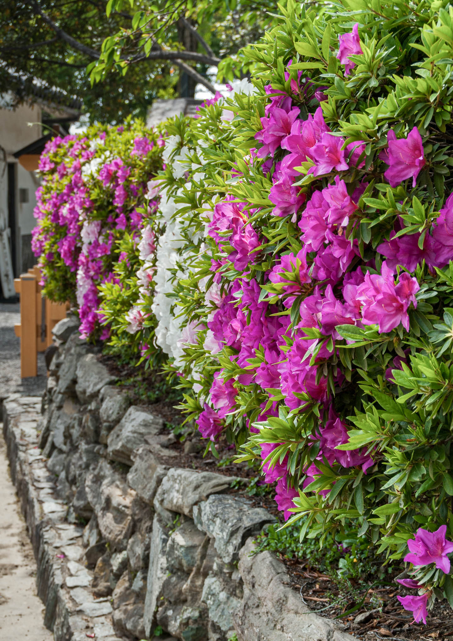 pink and white Asian Azaleas growing as a hedge above a stone retaining wall