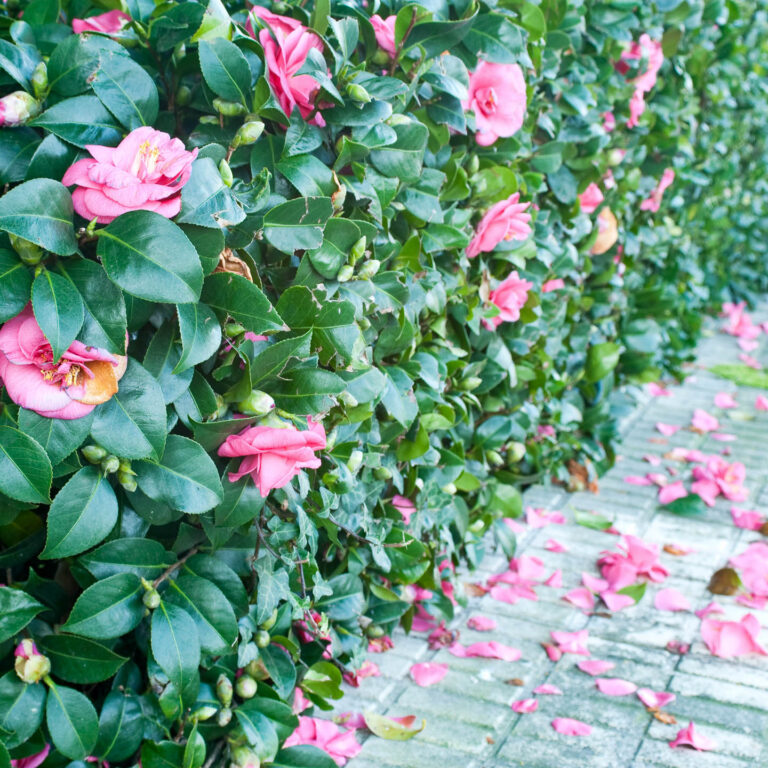 Flowering Hedge Plants: 10 of the Best Bushes For Hedges