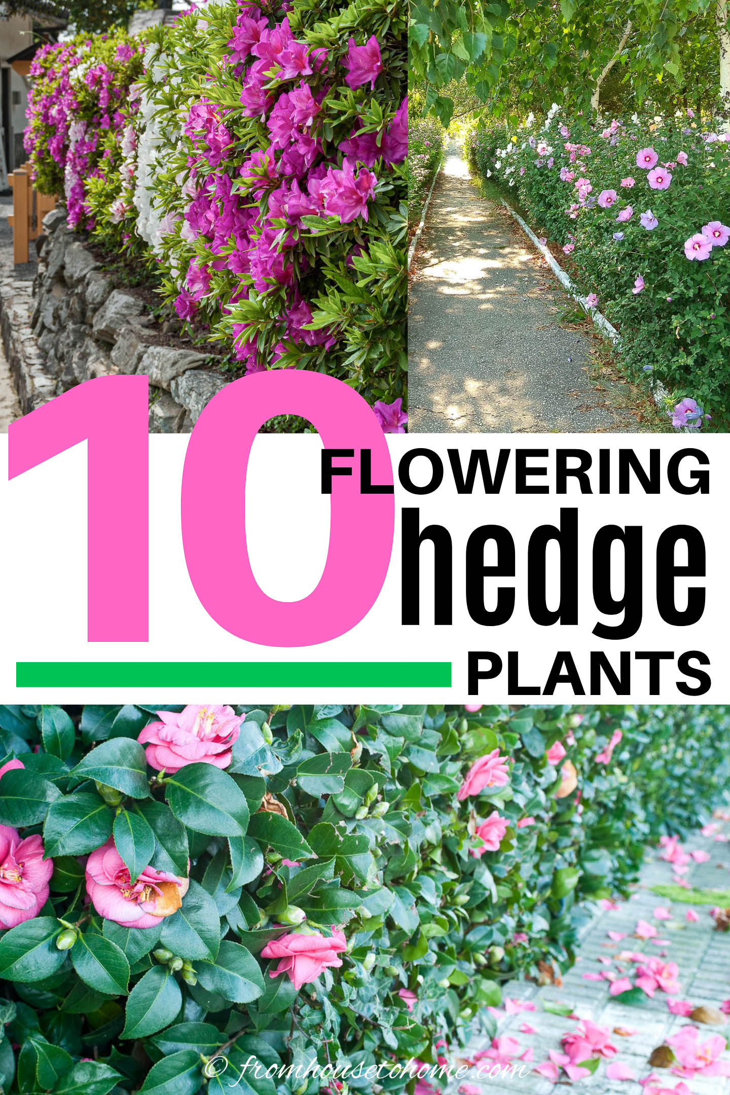 flowering hedge plants azaleas, rose of sharon, and camellias