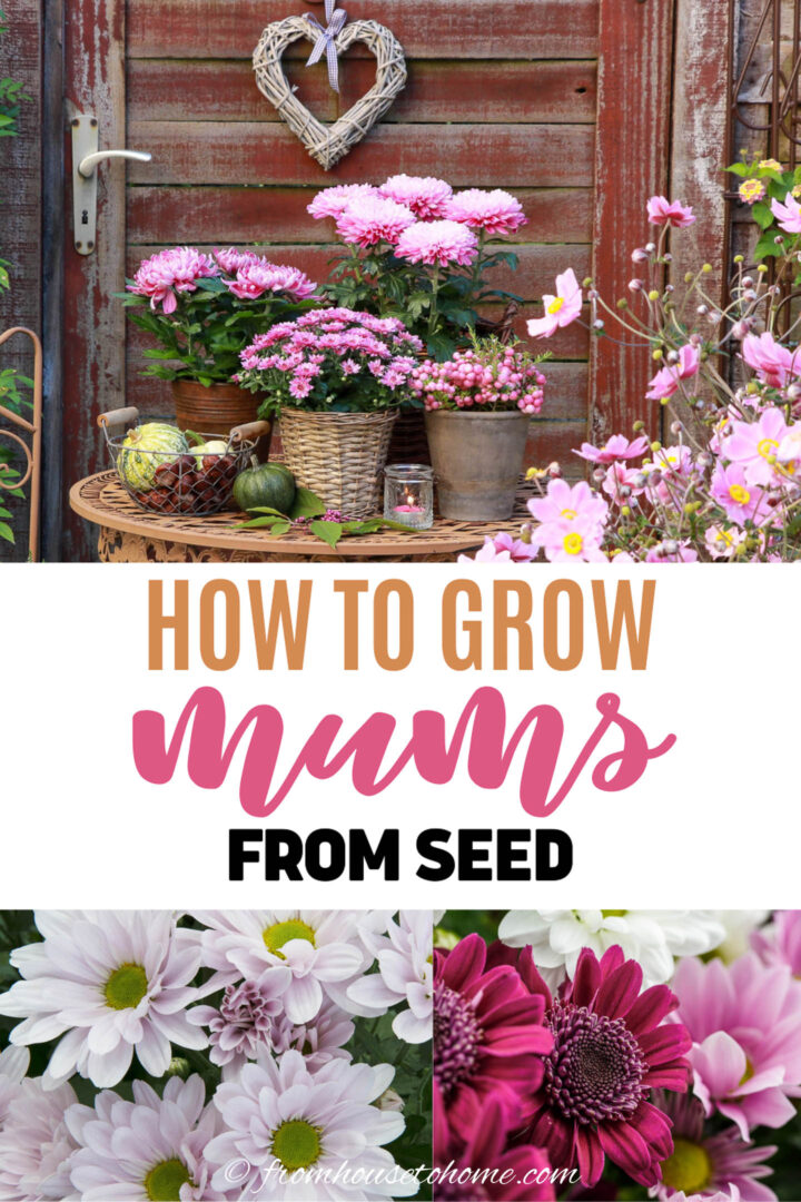 Three pictures of Chrysanthemums with  "How To Grow Mums From Seed" across the middle